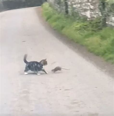 Motorist captures bizarre video of rat chasing a cat around in circles