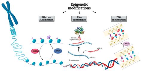 IJMS | Free Full-Text | Thymic Epithelial Neoplasms: Focusing on the Epigenetic Alterations