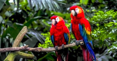 The 10 Most Common Animals That Live in the Amazon Rainforest - » BiharHelp.Com