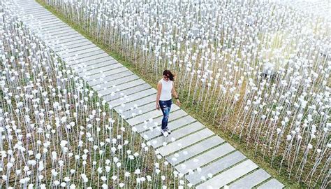 EVERYTHING you need to know about 10,000 Roses Café in Cebu