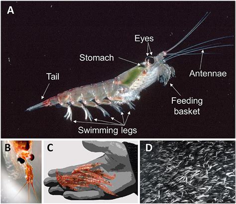 The Important but Mysterious Antarctic Krill · Frontiers for Young Minds