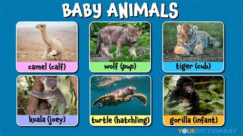 Baby Animal Names: A Complete List of Common Terms | YourDictionary