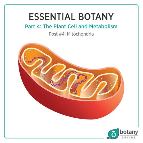 Mitochondria in a plant cell