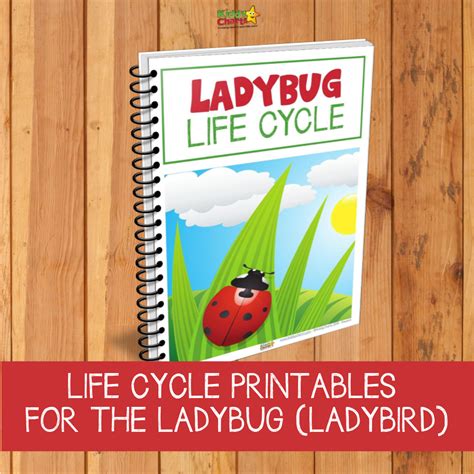 Life Cycle Of Ladybug