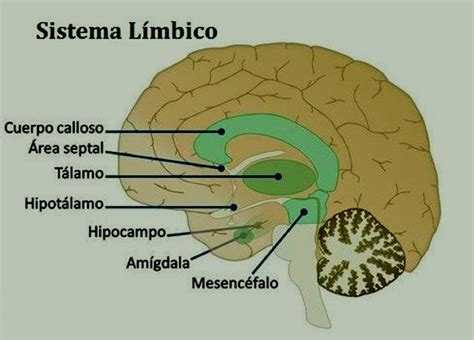 Conoce el sistema límbico: la parte emocional del cerebro - Tu Nueva ...