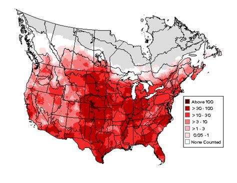 Mourning Dove : Minnesota Breeding Bird Atlas