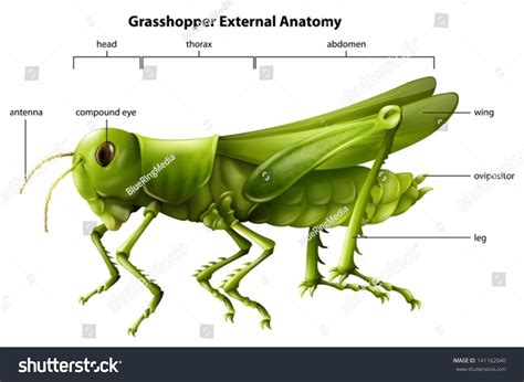 「Illustration Showing External Anatomy Grasshopper」のベクター画像素材（ロイヤリティフリー ...