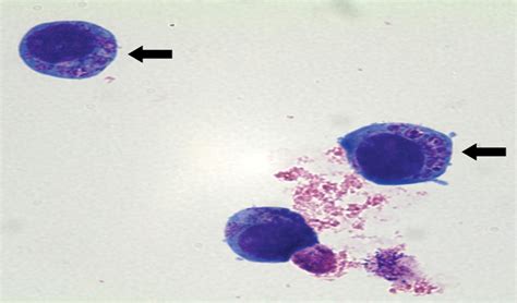 Anaplasmosis in Dogs | PetCoach