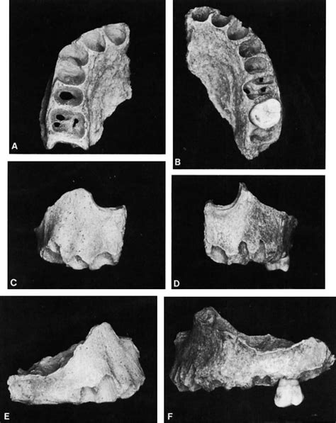 Maxillae Vi 225 (left) and Vi 259 in inferior, frontal, and lateral... | Download Scientific Diagram