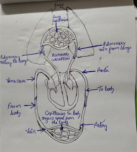 with the help of diagram show the pulmonary circulation in man? - Brainly.in