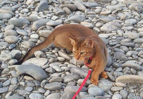 Encyclopedia of Cats Breed: Ruddy Abyssinian Cat | Tawny or Usual