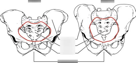 male vs female pelvis Diagram | Quizlet