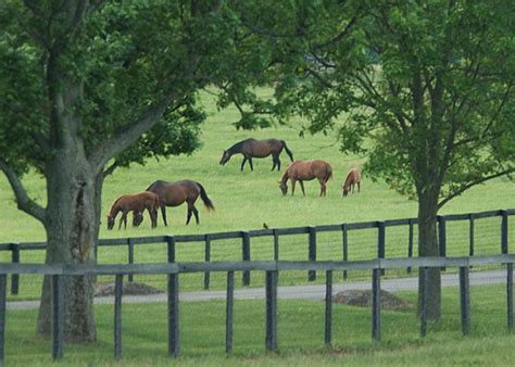 Pin on Pl*Ky Horse Farms/Races**