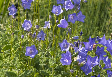 Peach-Leaved Bellflower: Plant Care & Growing Guide