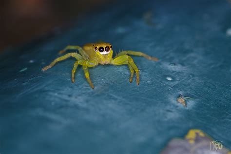 IMGP0038-Edit | Yellow jumping spider (Epocilla); Hong Kong | xtimwilsonx | Flickr