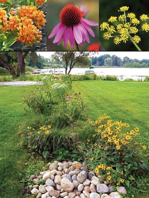 Soak up the rain with a rain garden - Gardening in Michigan