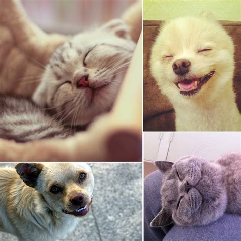 Adorable Smiling Pets | POPSUGAR Pets