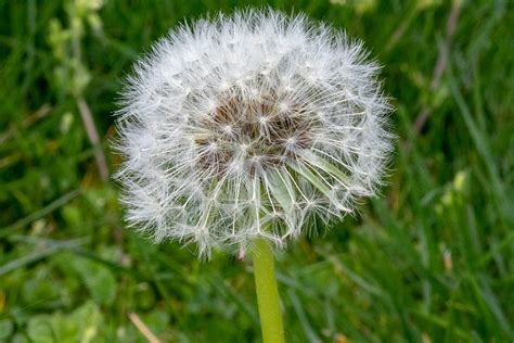 About Dandelions | West Coast Seeds