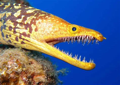 Fangtooth Moray Eel - Fish Laboratory