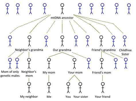 Y and mtDNA are not Adam and Eve: Part 2 - What it means to be the Most ...