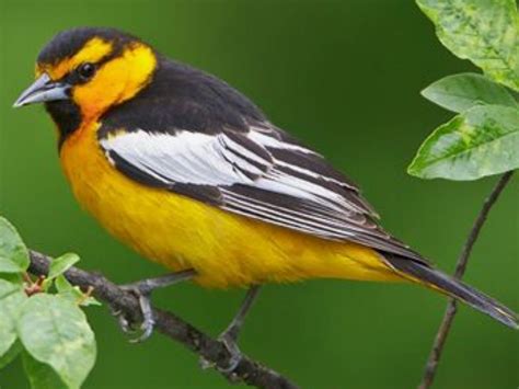 Bullock's Oriole, Icterus bullockii: open woodlands in the AmWest ...