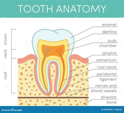 Human tooth anatomy stock illustration. Illustration of disease - 82402465