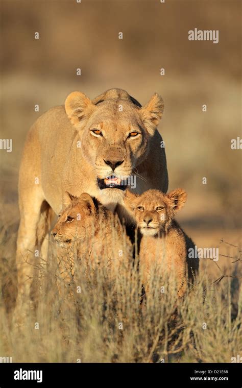 Lioness with young lion cubs (Panthera leo) in early morning light, Kalahari desert, South ...