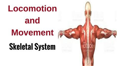 Locomotion and Movement - Skeletal System - YouTube