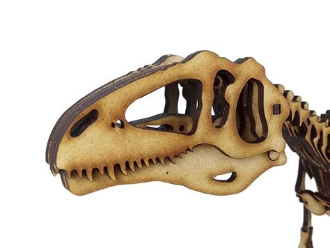 Giganotosaurus Skull