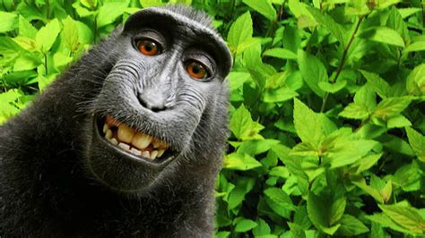 Photographer continues fight over monkey selfie