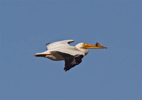 Pictures and information on American White Pelican