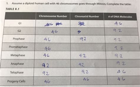 Dna Chromosome And Chromatid Numbers During Cell Cycle Phases - Riset