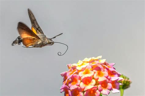 7 Interesting Facts About the Hummingbird Moth - Brightly