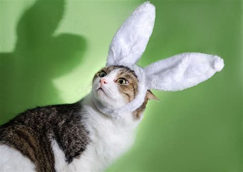 Cat in Rabbit Ears Was Frightened by the Shadow Stock Photo - Image of ...