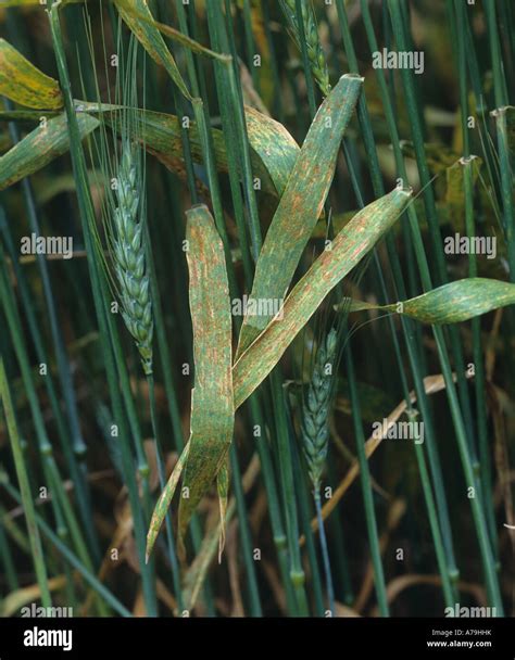 Wheat leaf or brown rust Puccinia triticina (recondita) infection on a ...