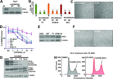 (A) MPNST (S462-TY) cells were treated with 2 unique shRNAs targeting... | Download Scientific ...