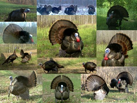 15 Year History of Missouri Wild Turkeys - North American Wildlife and Habitat