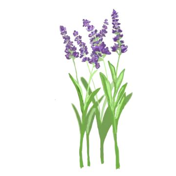 Nine Colorful Flowers Lavender Pollen Blue Vector, Lavender, Pollen, Blue PNG and Vector with ...