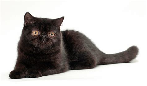 Exotic Shorthair Cat Breed Information - Vetstreet | Vetstreet