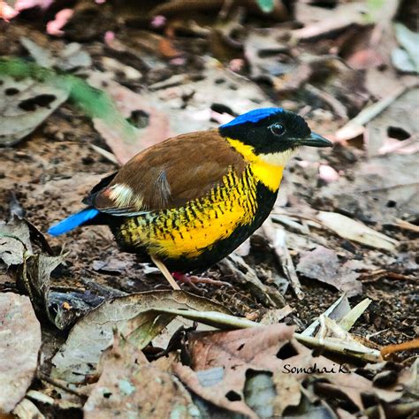 Gurney's Pitta / Hydrornis gurneyi photo call and song