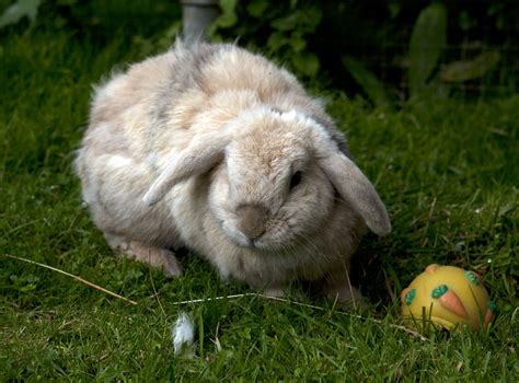 Blind Rabbit Has A Best Friend Who Helps Him Feel Safe - The Dodo