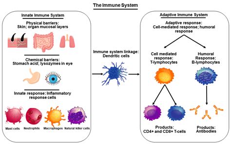 Nutrients | Free Full-Text | Healthy Immunity on Preventive Medicine ...