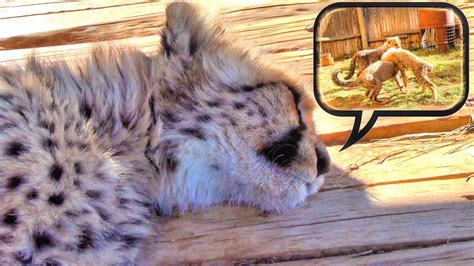 Do Cheetah Cubs Dream? Cute Baby Cat Falls Asleep & Runs Eats Plays In His Sleep - YouTube