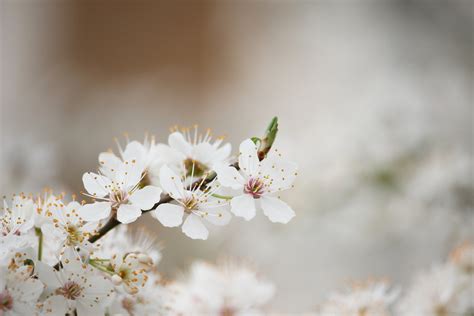 White cherry blossoms, Flowering, Spring, Tree HD wallpaper | Wallpaper Flare