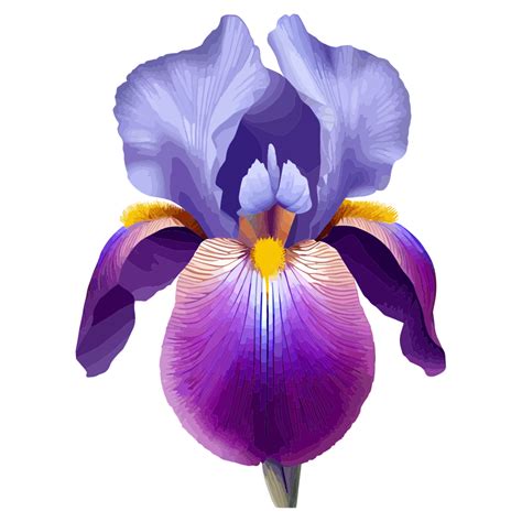 Iris icon png clipart free 23790839 PNG