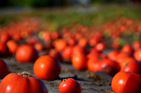 Study Finds Farm-Level Food Waste is Much Worse Than We Thought | Civil ...