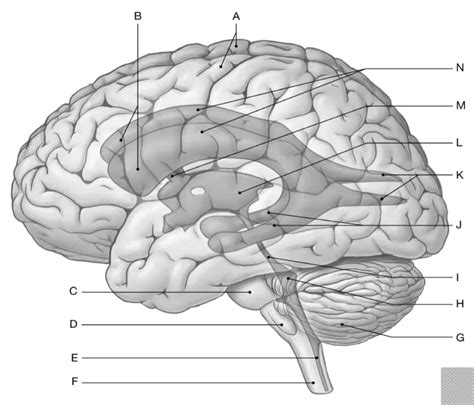 EXAM 2 Brain Ventricle Diagram Diagram | Quizlet