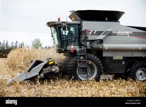 GLEANER S77 COMBINE HARVESTING CORN BLOOMING PRAIRIE, MINNESOTA Stock Photo - Alamy