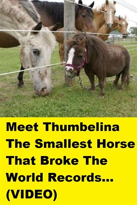 Meet Thumbelina The Smallest Horse That Broke The World Records... | Horses, Beautiful horses ...