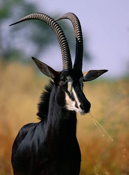 Sable Antelope. | Rare animals, Animal photography, Animals